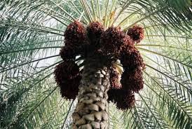 Les Sénégal, pays producteur de dattes, c’est bien possible