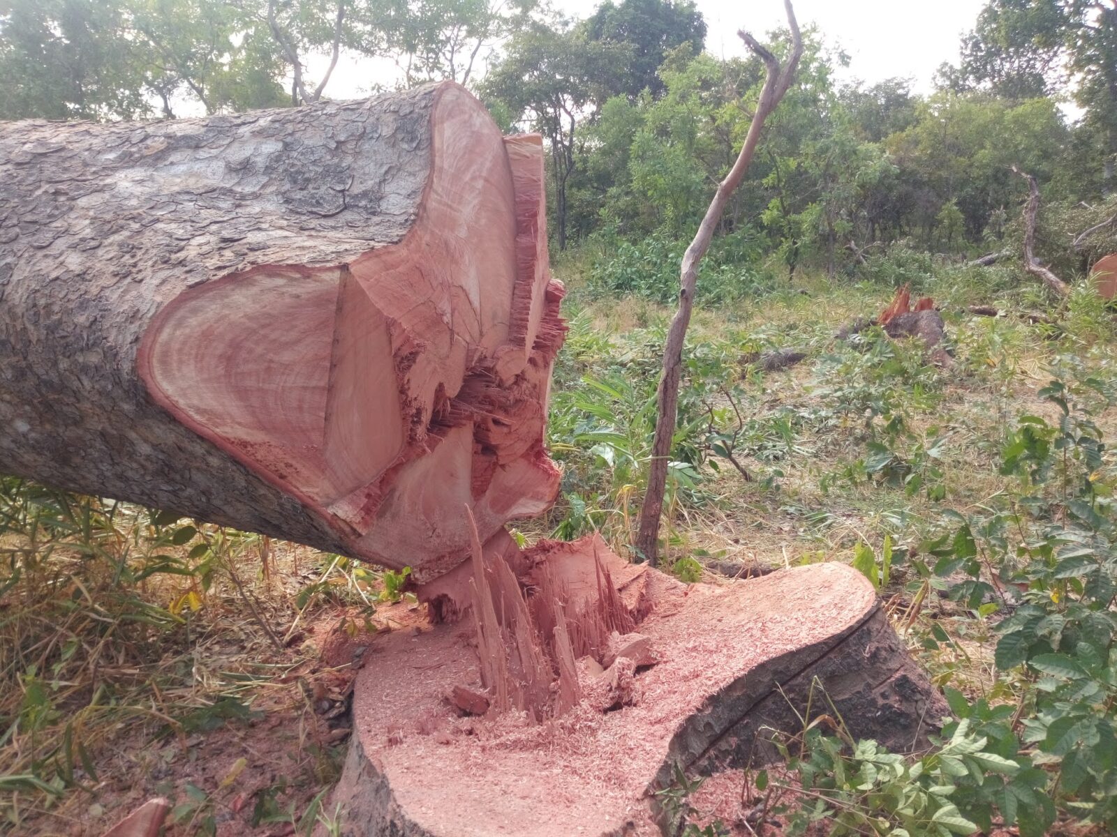 Exploitation du bois de rose: Une espèce au cœur du business dans la foret sénégalaise